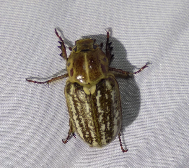 Anoxia orientalis - keleti cserebogár