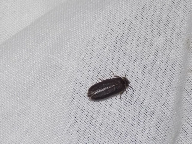 Lampyris noctiluca - nagy szentjánosbogár