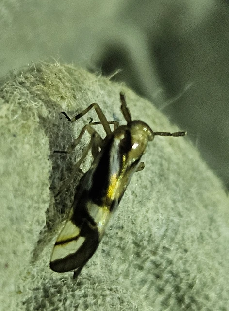 Delphax crassicornis