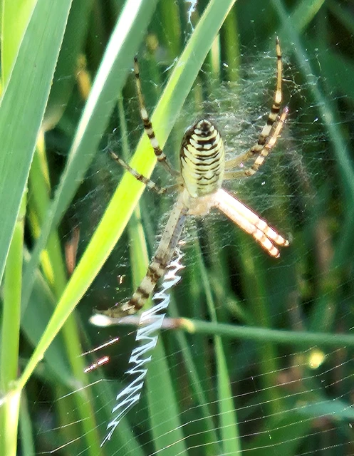 Argiope bruennichi - darázspók