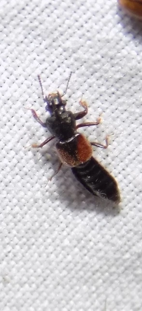 Bledius tricornis - háromszarvú ásóholyva Bledius tricornis - háromszarvú ásóholyva