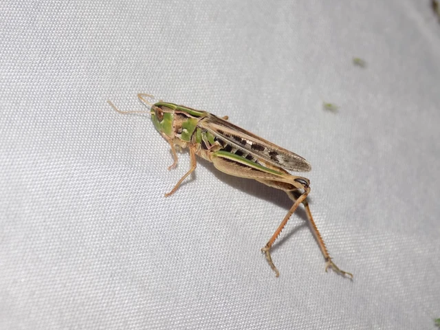 Stenobothrus nigromaculatus - sztyeppréti sáska