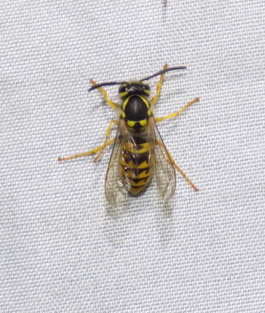 Vespula
