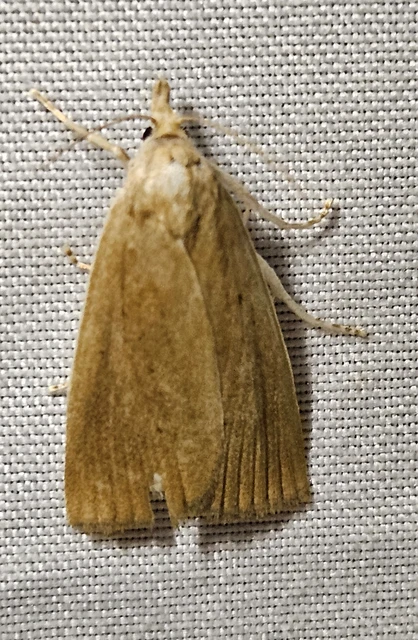 Calamotropha paludella - barna nádlevélmoly