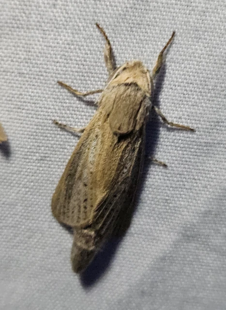 Phragmataecia castaneae - nádfúrólepke
