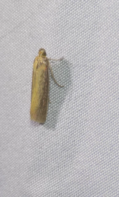 Oncocera semirubella - lucernamoly