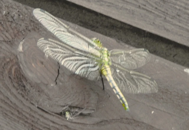 Orthetrum cancellatum - feketefarkú pásztorszitakötő