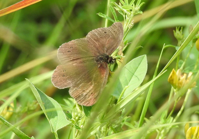 Aphantopus hyperanthus - közönséges ökörszemlepke