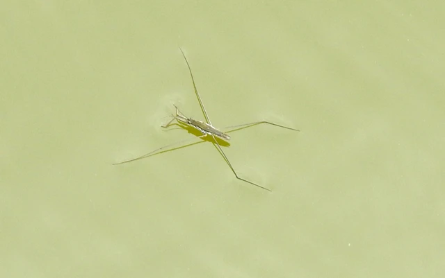 Gerridae - molnárpoloskák