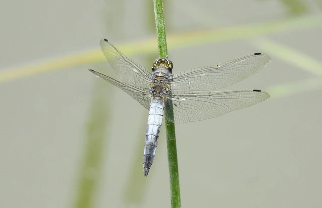 Orthetrum cancellatum - feketefarkú pásztorszitakötő