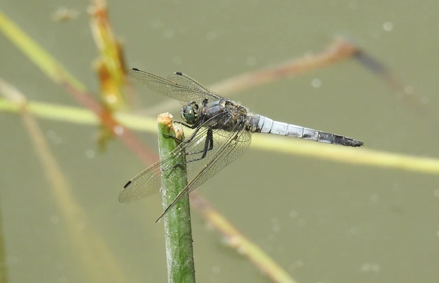Orthetrum cancellatum - feketefarkú pásztorszitakötő