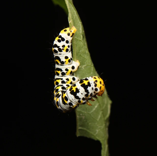 Shargacucullia scrophulariae - görvélyfű-csuklyásbagoly