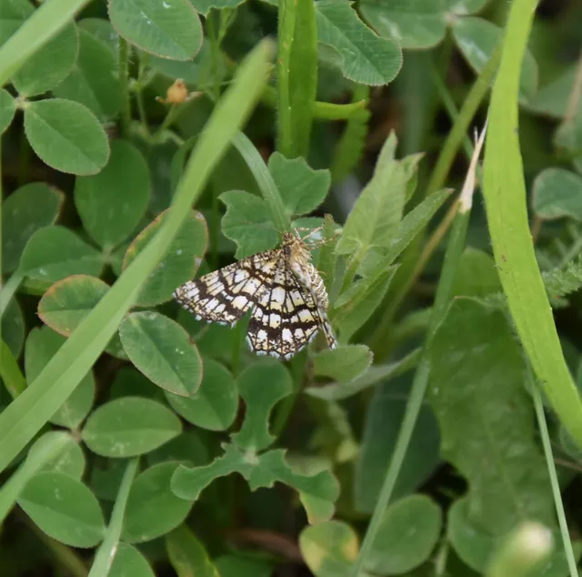 Chiasmia clathrata - rácsos rétiaraszoló
