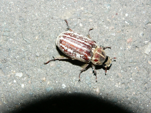 Anoxia orientalis - keleti cserebogár