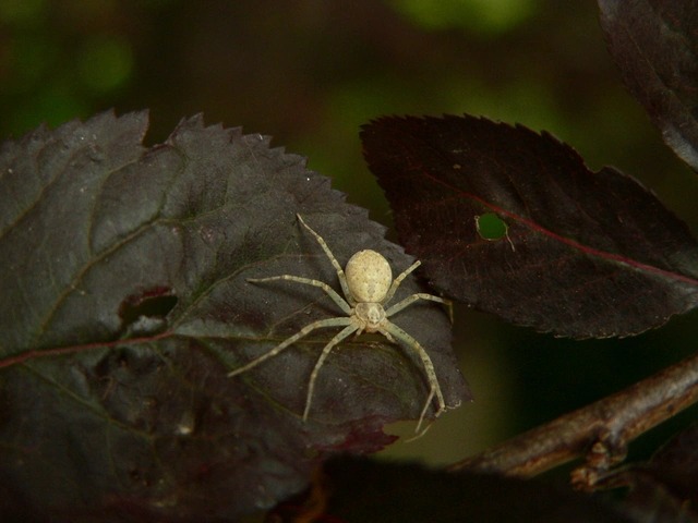 Philodromus