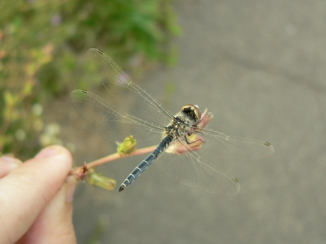 Selysiothemis nigra - vándor árnyszitakötő