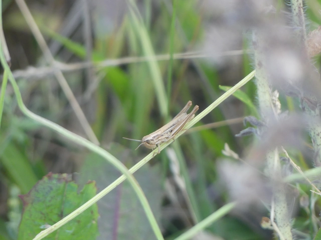 Euchorthippus declivus - rövidszárnyú rétisáska