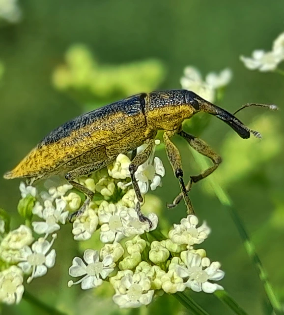 Lixus iridis - bürökfúró dudvabarkó