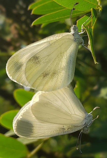 Leptidea sinapis - mustárlepke
