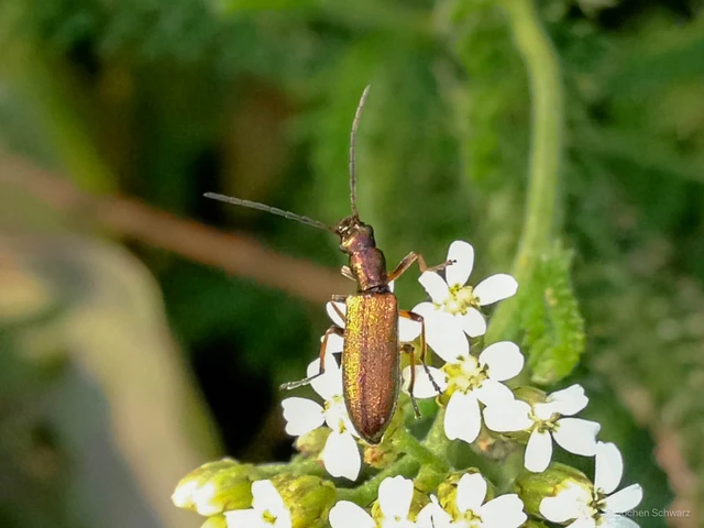 Chrysanthia geniculata - feketecsápú álcincér