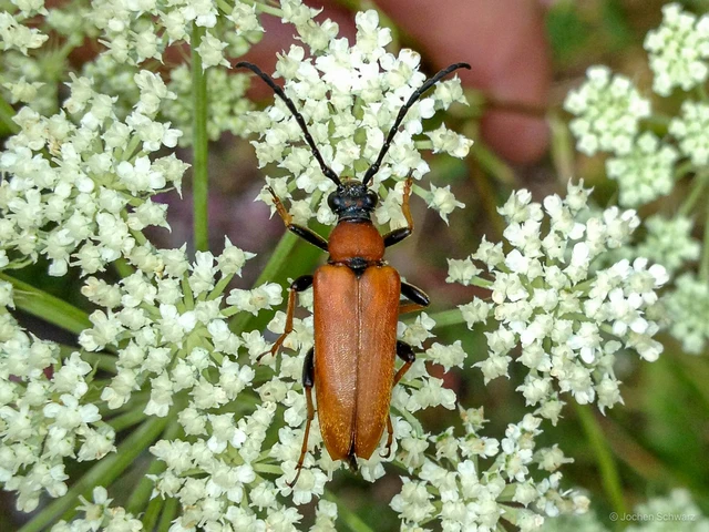 Stictoleptura rubra - vörös virágcincér