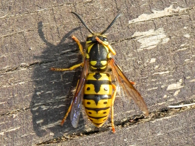 Vespula germanica - német darázs