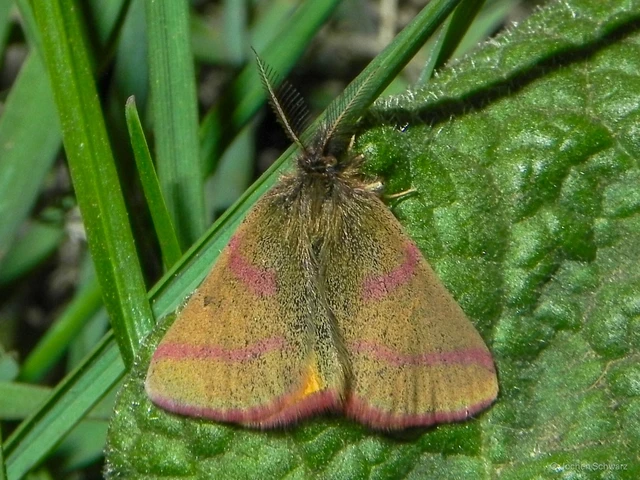 Lythria purpuraria - bíborsávos araszoló