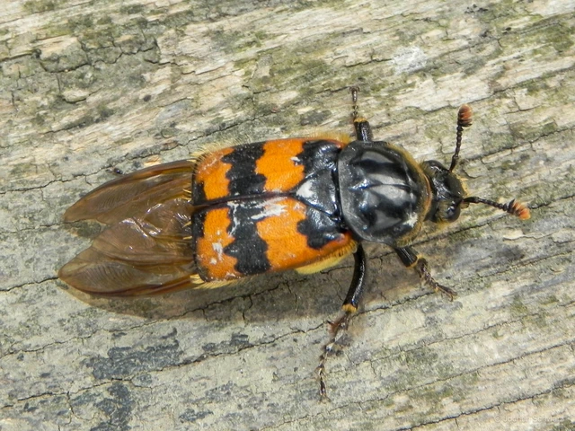Nicrophorus vespillo - közönséges temetőbogár