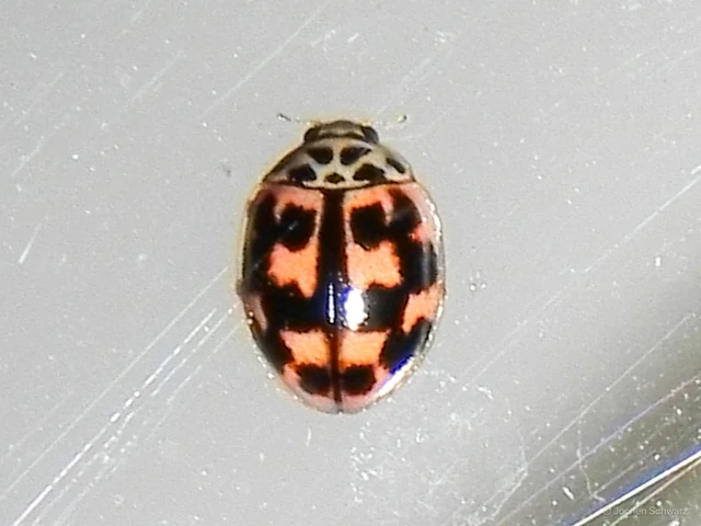 Oenopia conglobata - rózsás katica