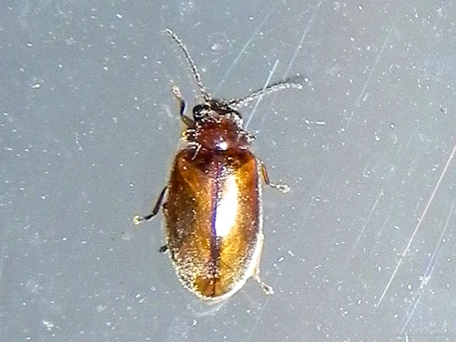 Scirtidae - rétbogárfélék