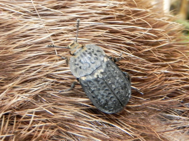 Thanatophilus rugosus - ripacsos dögbogár