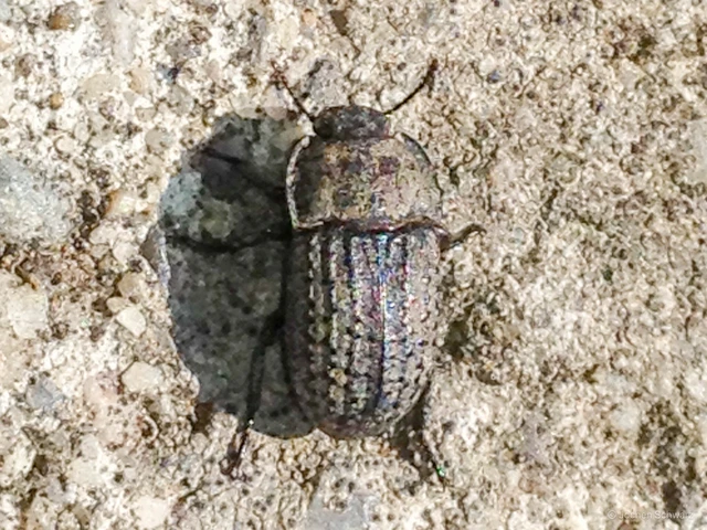 Opatrum sabulosum - sároshátú gyászbogár