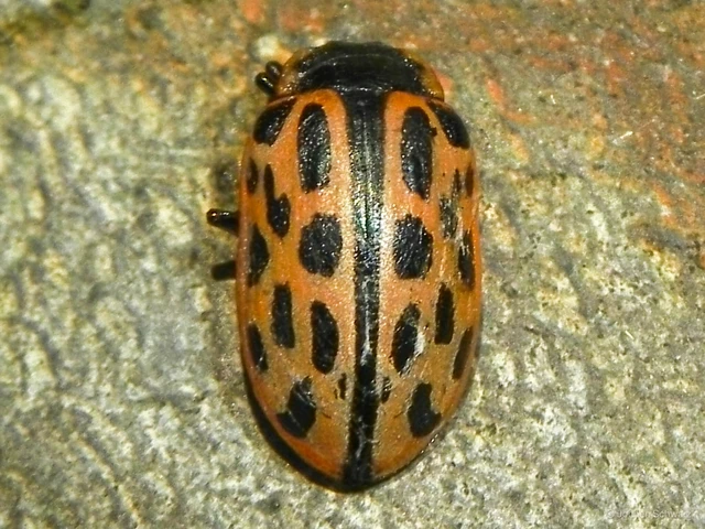 Chrysomela vigintipunctata - húszfoltos fűzlevelész