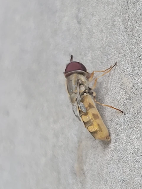 Scaeva