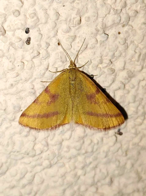 Lythria purpuraria - bíborsávos araszoló