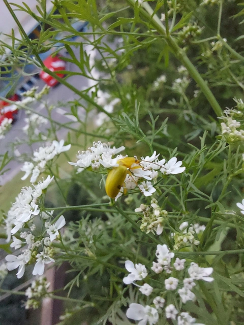 Cteniopus sulphureus - közönséges kénbogár