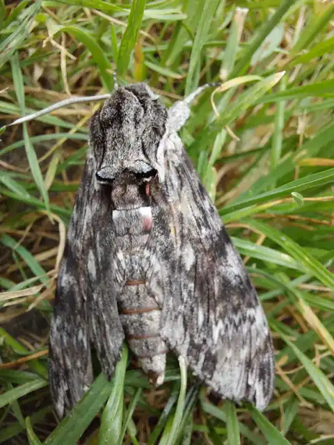 Agrius convolvuli - szulákszender
