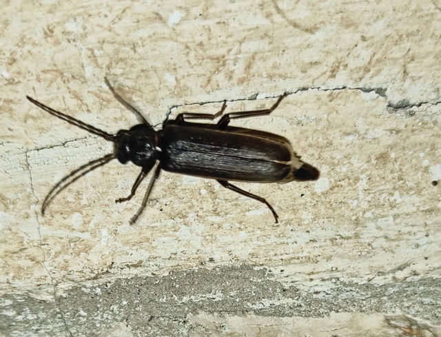 Arhopalus rusticus - gödrösnyakú cincér