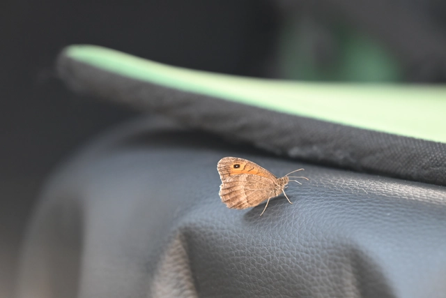 Arethusana arethusa - közönséges szemeslepke