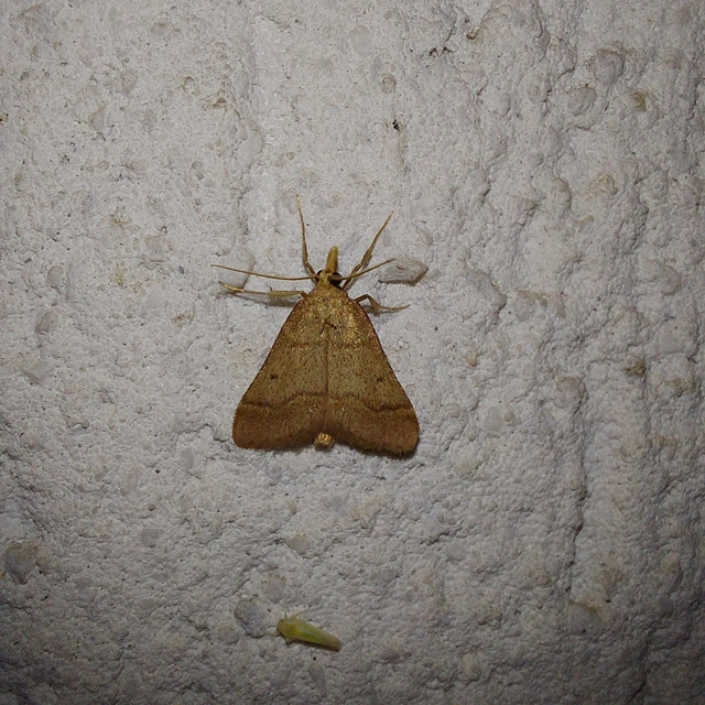 Stemmatophora honestalis - karsztlakó fényilonca