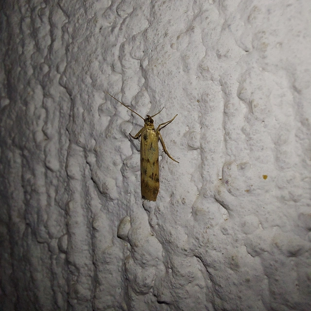 Homoeosoma sinuella - agyagsárga karcsúmoly