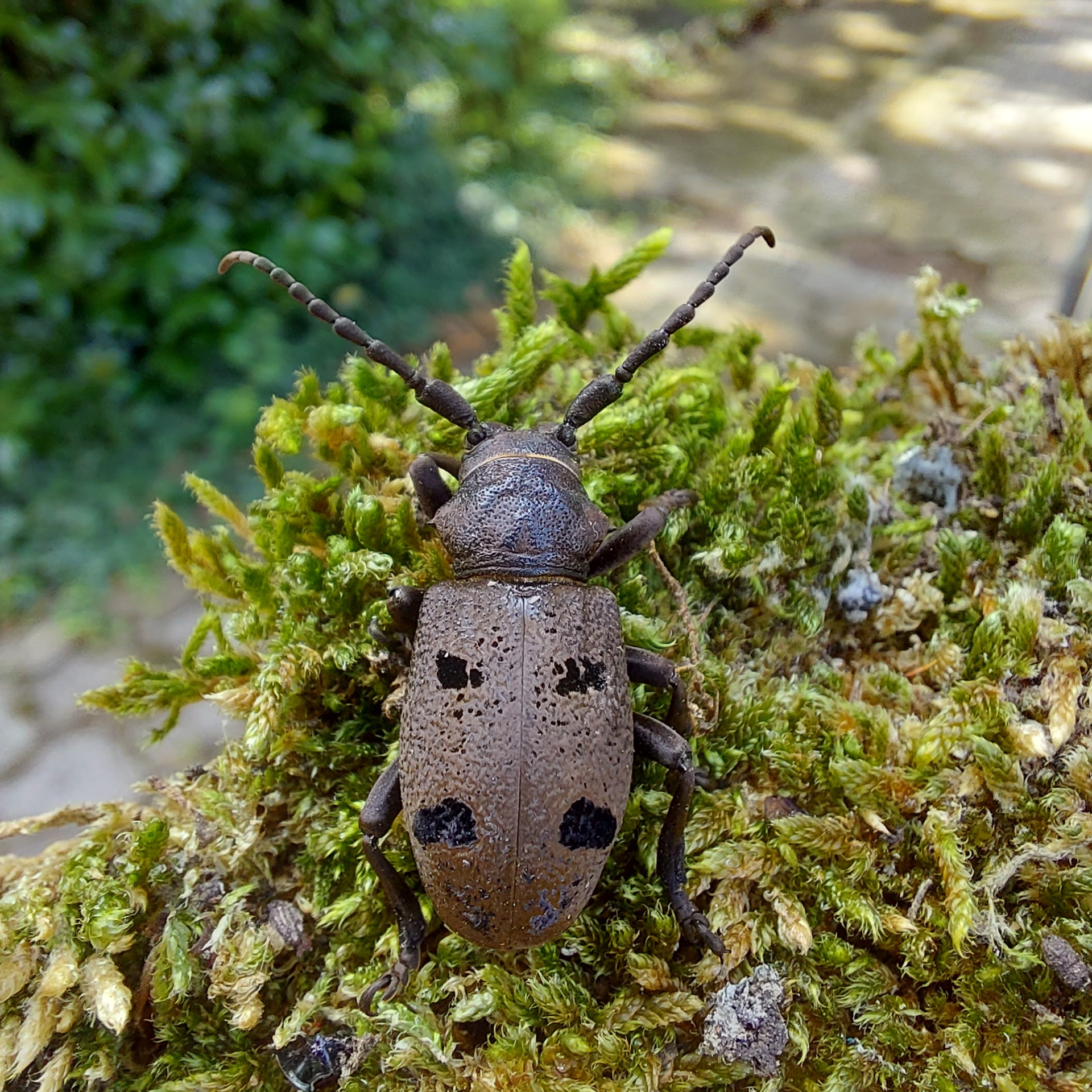 Herophila tristis - selymes alkonycincér