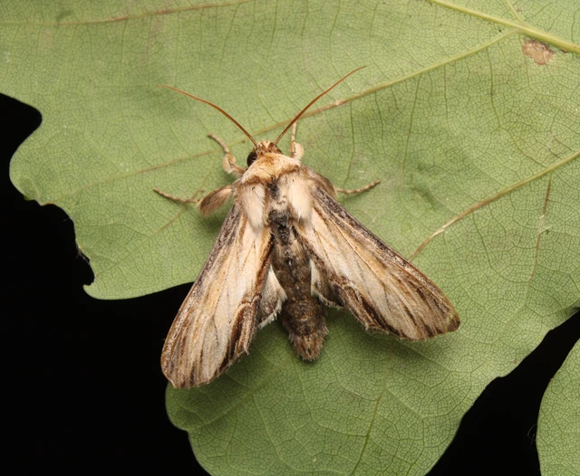 Shargacucullia