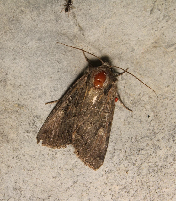 Lacanobia amurensis - homoki kertibagoly