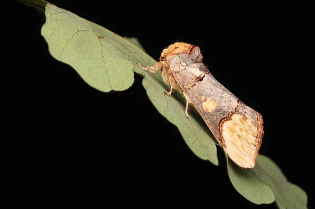 Phalera bucephaloides - magyar púposszövő