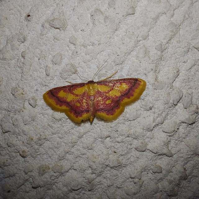 Idaea muricata - mocsári pirosaraszoló
