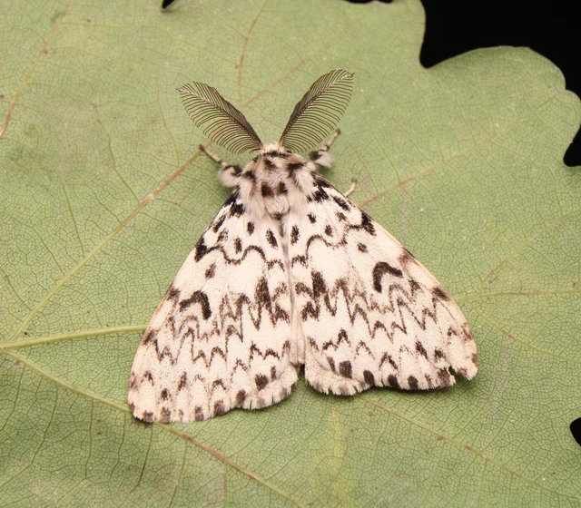 Lymantria monacha - apácalepke