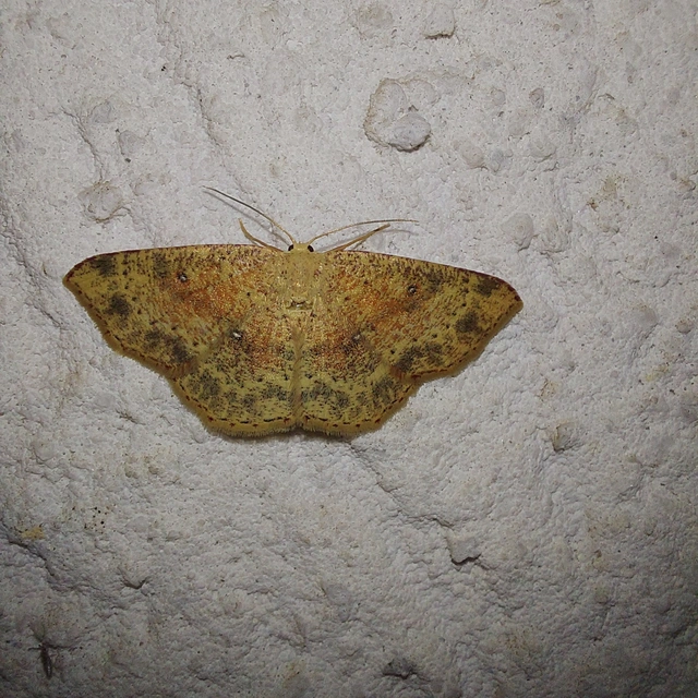 Cyclophora porata - körös pettyesaraszoló