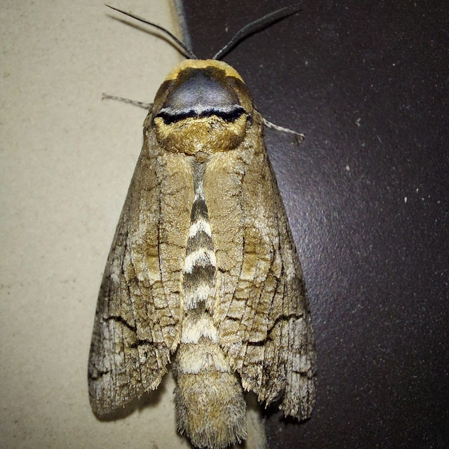 Cossus cossus - fűzfarontólepke