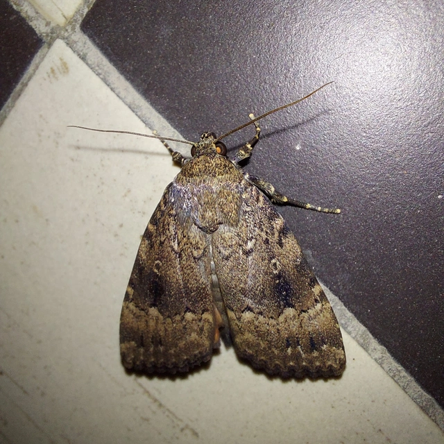 Amphipyra pyramidea - fahéjszínű bagoly